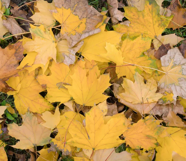 Cores Outono Folhas Caídas Chão Amarelo Verde Laranja Vermelho Cores — Fotografia de Stock