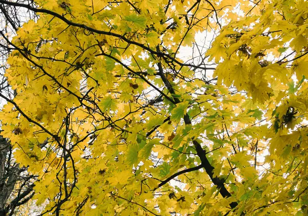 Jesienne Kolory Liści Drzewach Parku Żółte Zielone Pomarańczowe Kolory — Zdjęcie stockowe