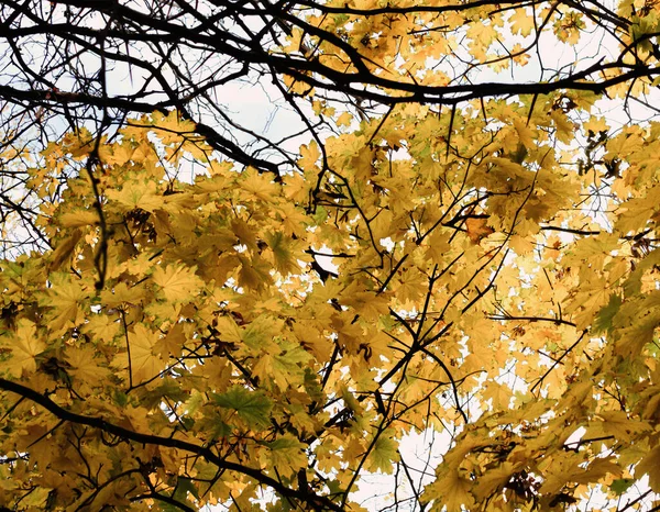 Jesienne Kolory Liści Drzewach Parku Żółte Zielone Pomarańczowe Kolory — Zdjęcie stockowe