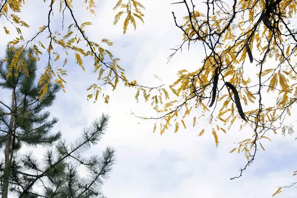 Colori Autunnali Delle Foglie Sugli Alberi Del Parco Giallo Verde — Foto Stock