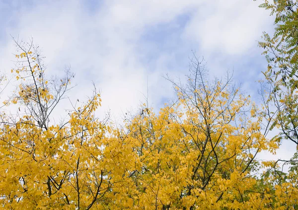 Cores Outono Das Folhas Nas Árvores Parque Amarelo Verde Com — Fotografia de Stock