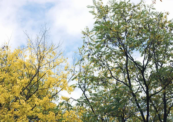 Jesienne Kolory Liści Drzewach Parku Żółty Zielony Niebieskimi Białymi Chmurami — Zdjęcie stockowe
