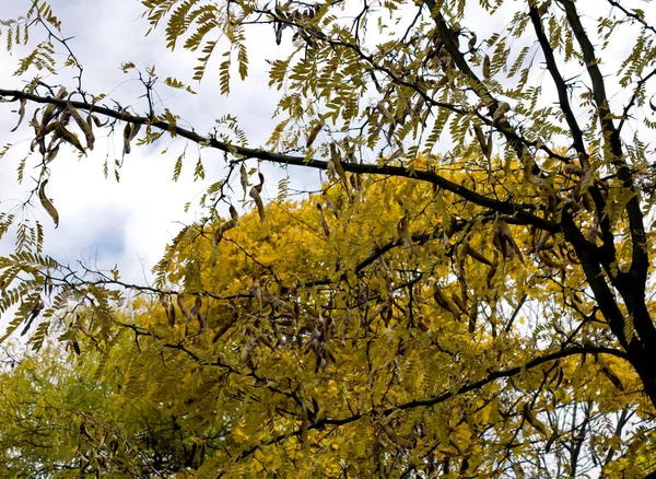 Jesienne Kolory Liści Drzewach Parku Żółty Zielony Niebieskimi Białymi Chmurami — Zdjęcie stockowe