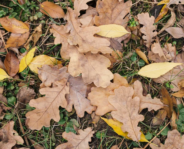 Upadłe Liście Dębu Zielonej Trawie Jesień Jest Piękna — Zdjęcie stockowe