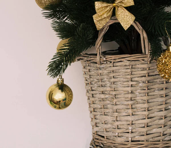 Junge Weihnachtsbaum Mit Goldenen Ornamenten Vor Beigem Hintergrund — Stockfoto