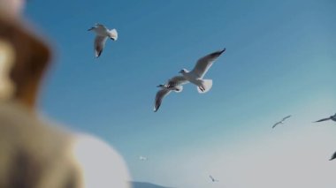 Kızın yanından büyük bir martı sürüsü geçiyor.