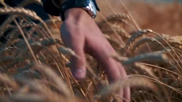 Мужчины Руки Наручными Часами Фоне Колосьев Золотой Пшеницы Поле — стоковое видео