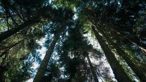 Κωνοφόρα Πράσινο Δάσος Ευκαλύπτου Ηλιόλουστο Φως Του Ήλιου — Αρχείο Βίντεο
