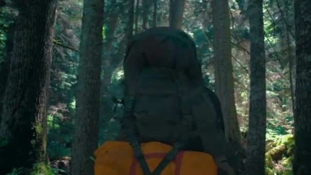 Viajero Con Una Gran Mochila Mueve Través Bosque Verde — Vídeos de Stock