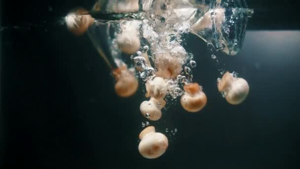 Juicy Jamur Putih Champignons Dicuci Dalam Air Bersih Sebelum Makan — Stok Video