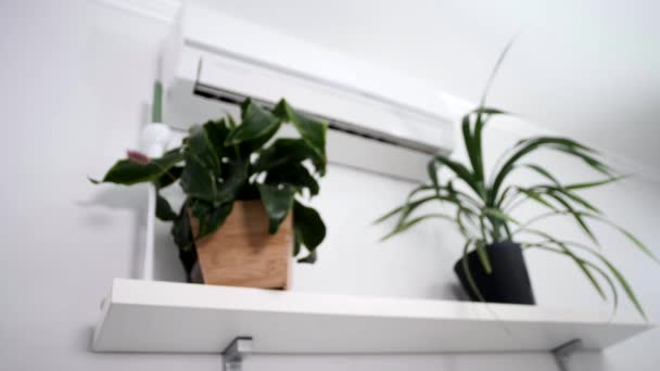 人类用遥控装置来调节绿色植物在明亮的办公室里的温度和湿度 — 图库视频影像