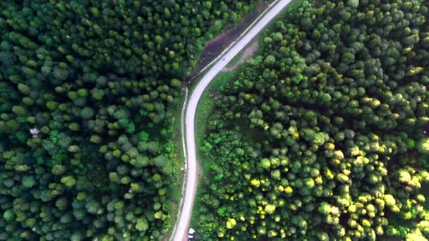 美しい道路の密な針葉樹林を介して敷設 ドローン撮影 — ストック動画