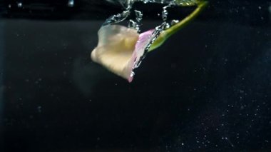 Sihirli beyaz çiçek siyah arka planda su bulunan bir akvaryuma nazikçe dalıyor. Makro çekim