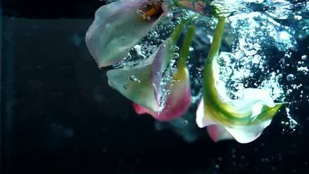 美丽芬芳的花朵在水下 有气泡 黑暗的背景慢动作 — 图库视频影像