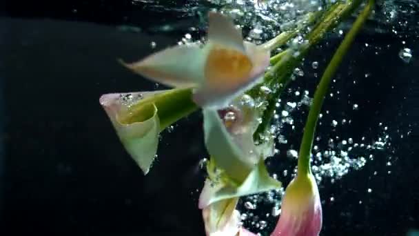 Krásná Kytice Bílých Květin Pod Vodou Černém Pozadí Zpomalený Pohyb — Stock video