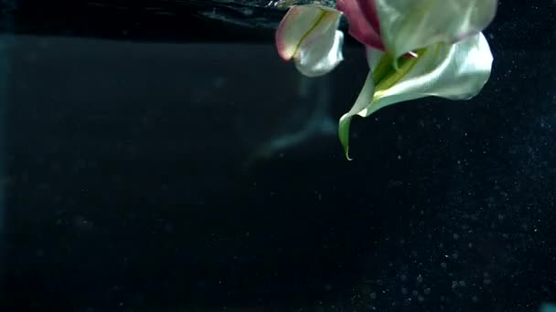 Beautiful Flowers Submerge Water Slow Motion Dark Background — Stock Video