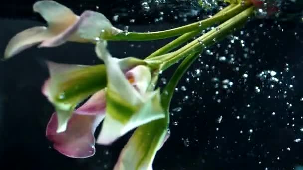 Boeket Delicate Bloemen Onder Water Het Donker Super Slow Motion — Stockvideo