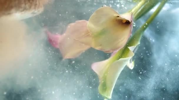 Красивые Белые Цветы Погружаются Тонкие Чернила Водой Замедленной Съемке — стоковое видео