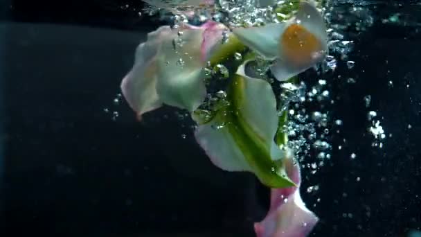 春天的花朵被淹没在水底的黑暗的背景与气泡 慢动作 — 图库视频影像