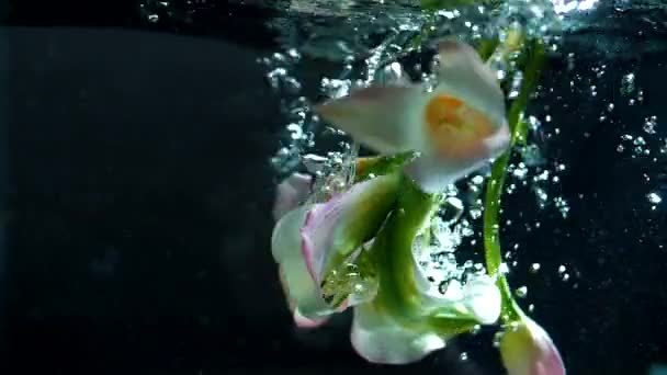 Kytice Voňavých Jarních Květin Pod Vodou Černém Pozadí Super Zpomalený — Stock video