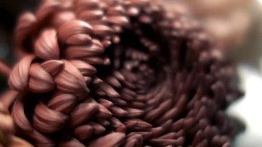 Yapraklı güzel bir çiçek tomurcuğu. Makro çekim