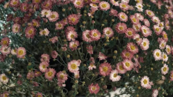 Schöner Hintergrund Eines Straußes Blühender Frühlingsblumen — Stockvideo
