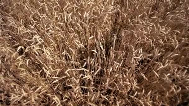 Gran Campo Dorado Cultivos Cereales Fotografía Aérea — Vídeo de stock