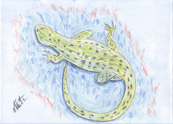Drawing of a green lizard on a blue background. The lizard sits on the bark in a free position, the body and all four legs and tail are visible. The style of the picture is colored pencils.