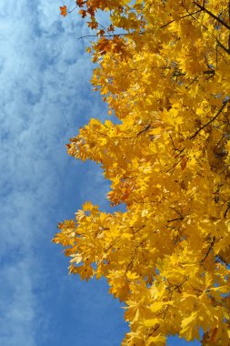 Ağaçtaki sarı yapraklar, mavi gökyüzüne karşı, sonbahar manzarası, yapraklar, akçaağaç,