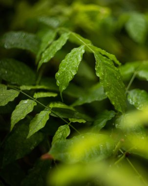 Su damlalı yeşil yaprak. Ormanda yağmur. Bitkiler yağmur yağdırır. Yağmurda yaprak. Yeşil yaprak.