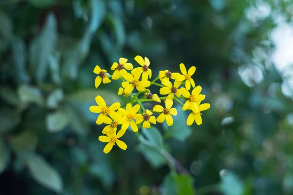 Fundal de primăvară cu flori galbene frumoase. Floare galbenă. plante de primăvară. — Fotografie, imagine de stoc