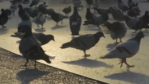 Grey city pigeon. Pigeon bird. City bird. Eating animals. Birds with people. — Wideo stockowe