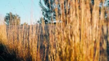 Uzun tahta, yokuş aşağı, hızlı yol. Gün batımında kaykay sporu