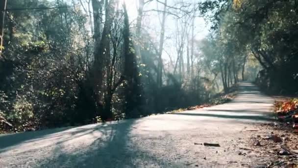 泥泞的道路使森林荒芜 迷惘的大自然 神奇的晨秋森林太阳光穿透了华丽的绿树的树叶 — 图库视频影像