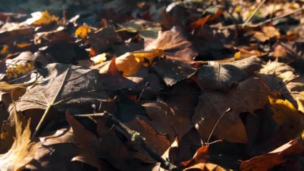 4K彩色秋季股票视频捕捉光 颜色和运动 照相机慢慢地停了下来 就像树叶慢动作地摇曳着 树叶在森林地面上呈褐色 — 图库视频影像