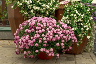 Pembe kasımpatı çiçekleri dışarıda bir tencerede.