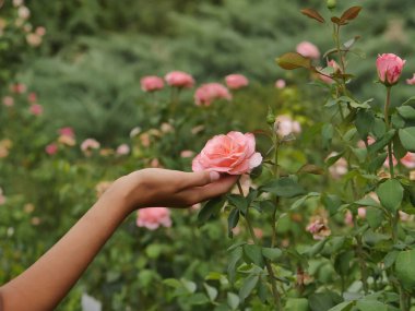 Çocuğun eli pembe bir gül çiçeği tutar.