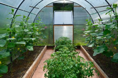 Seranın içini görmek, serada salatalık tohumları, bahçe işleri kavramı..