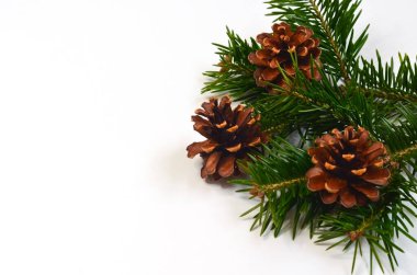 Noel kompozisyonu köknar ağacı dalı ve çam kozalağı tasarım için izole edilmiş..