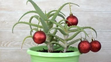 Kırmızı noel toplarıyla süslenmiş yeşil şenlik bitkisi, aloe vera çiçeği saksısı evde Noel oyuncakları süslemesi, sıfır atık tatil konsepti