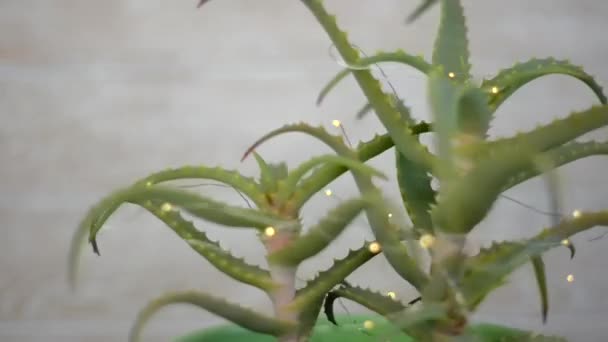 Zielona Świąteczna Roślina Ozdobiona Świątecznymi Lampkami Girlandowymi Doniczka Aloesem Vera — Wideo stockowe