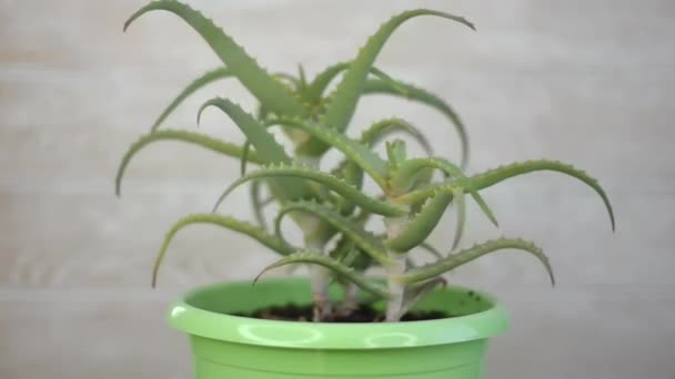 Vicino Verde Pianta Aloe Vera Vaso Fiori Casa Casa Stile — Video Stock