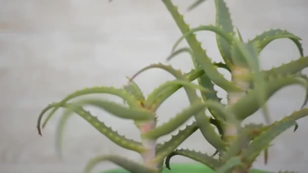 緑のアロエベラ植物 自宅のフラワーポット 家の持続可能なライフスタイル 家庭菜園のコンセプトの回転360を閉じます — ストック動画