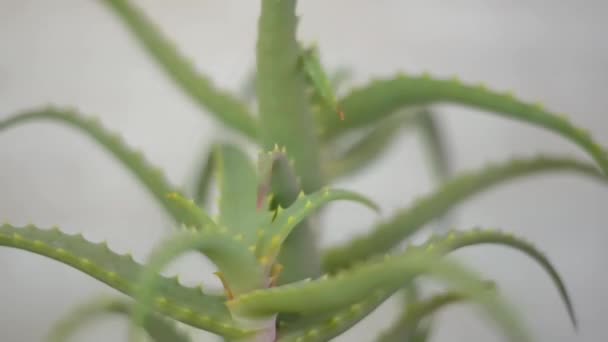 Vicino Verde Pianta Aloe Vera Vaso Fiori Casa Casa Stile — Video Stock