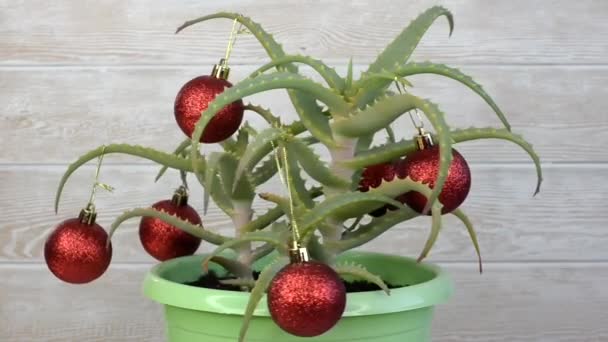 Groene Feestelijke Plant Versierd Met Rode Kerstballen Aloë Vera Plant — Stockvideo