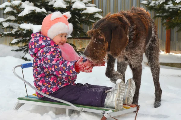 Kavkazské dítě v zimním oblečení hraje venku se psem drathaar — Stock fotografie