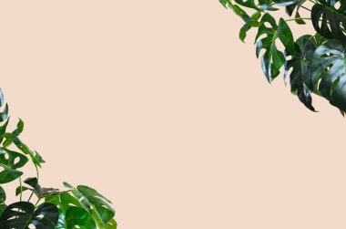 Monstera tropikal yaz arkaplanı kopyalama alanı metni ile, doğal bitki yeşil düz yatıyordu.