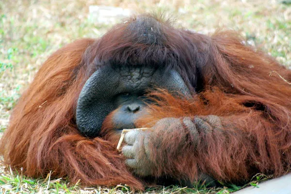 Portrait Bornéo Orang Outan Indonésie — Photo