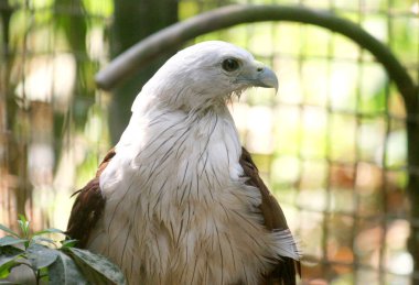 Endonezya 'da Brahminy uçurtmasının portresi.