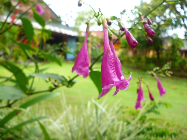 花园里美丽的紫色野花 — 图库照片